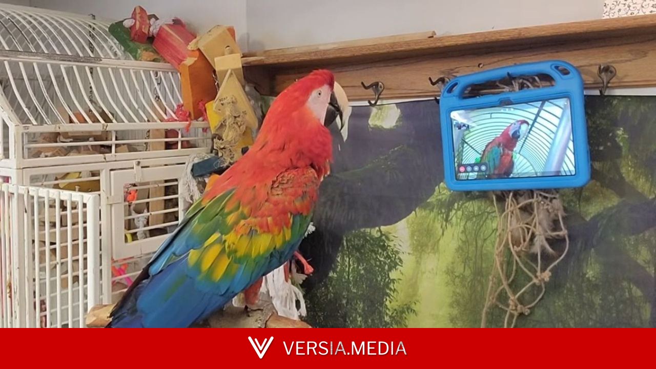 Cientistas ensinam aves a fazer videochamadas para socializar entre si